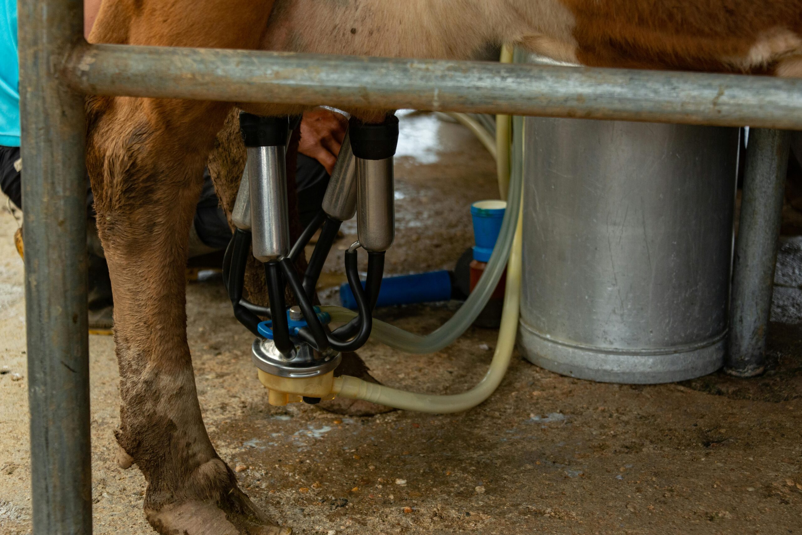 Close-up of cow connected to automated milking machine on a dairy farm, showcasing modern farming technology.